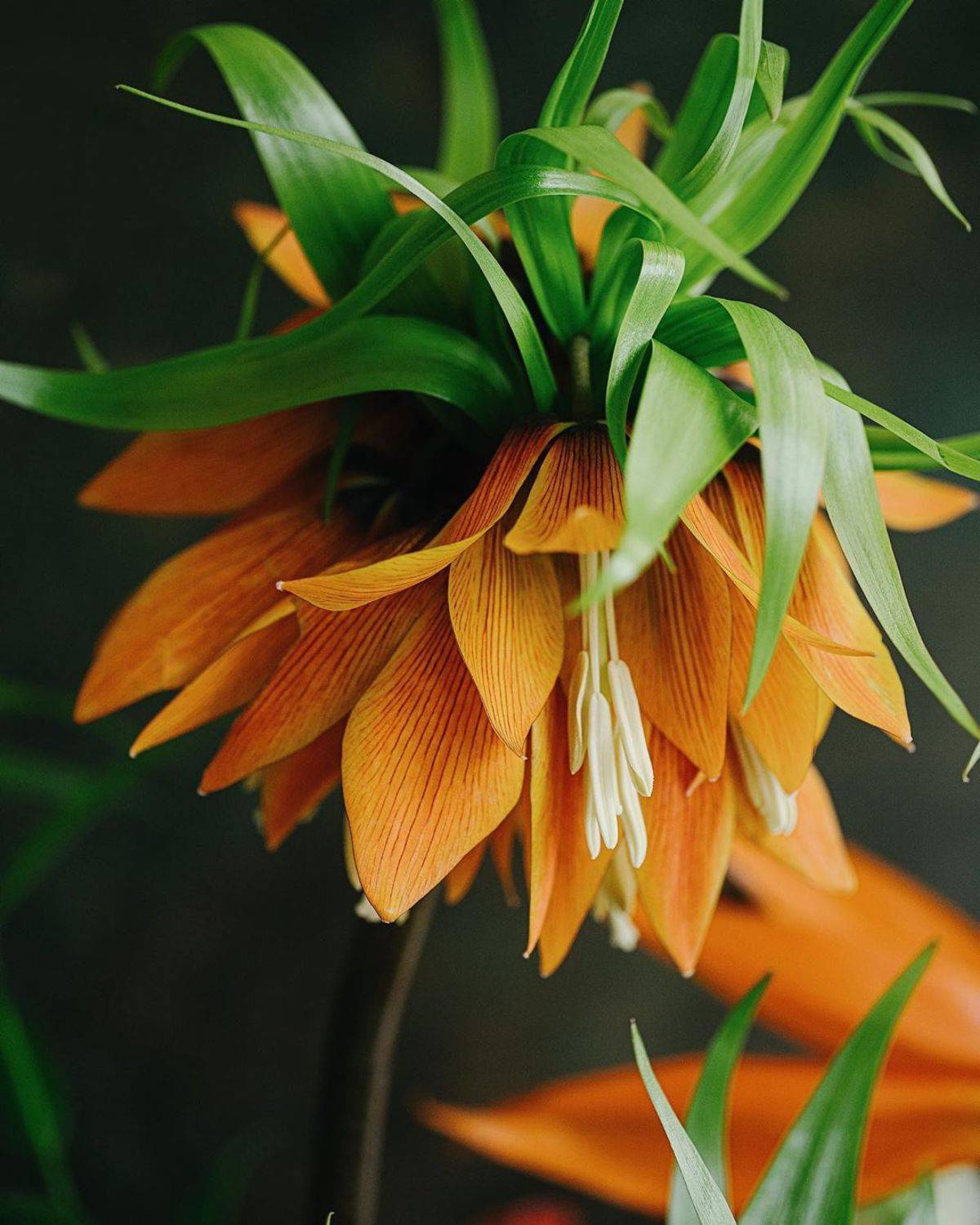 натюрморт, букет, цветы, оранжевый, красный, Анастасия Зубкова