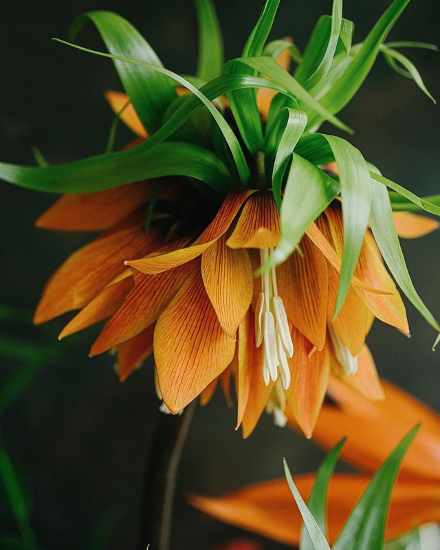 натюрморт, букет, цветы, оранжевый, красный  фото превью