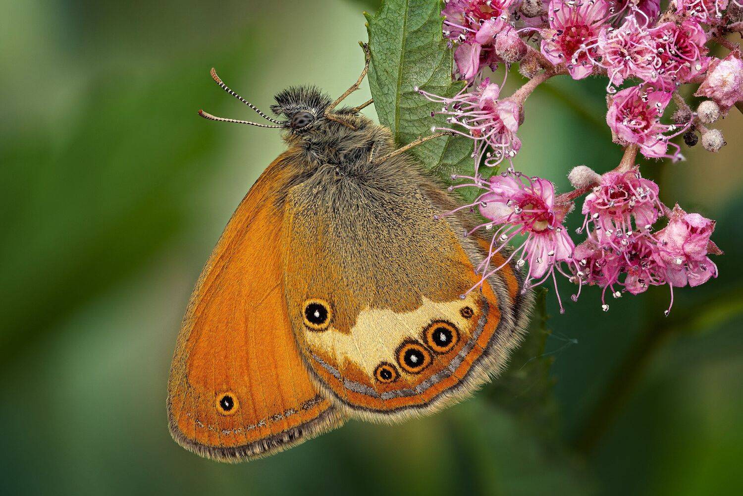 , Антон Финевич