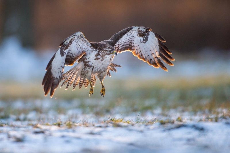 Morning flight фото превью