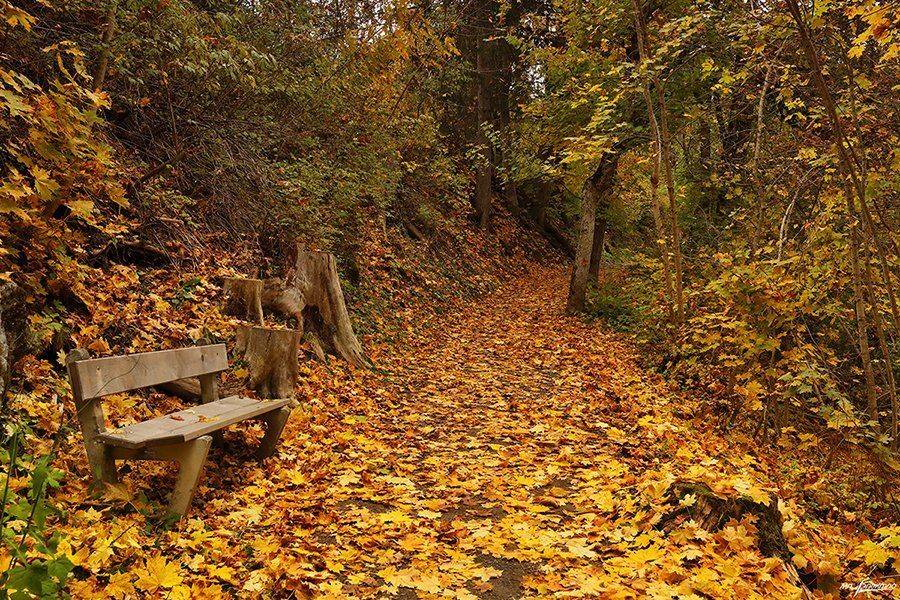 swiss, Матвеев Николай