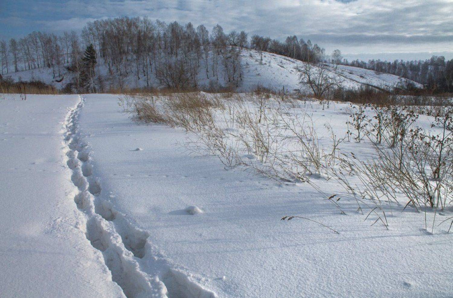 зима, январь, Курочкина Диана