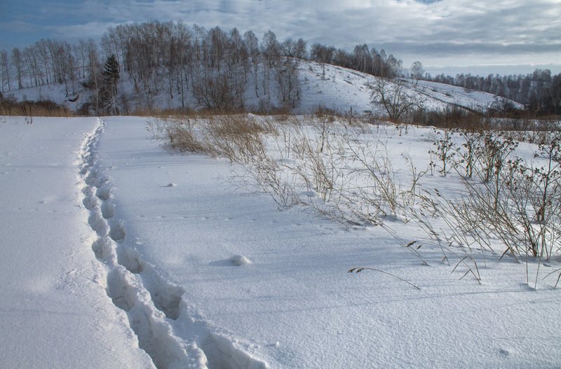 зима, январь * фото превью