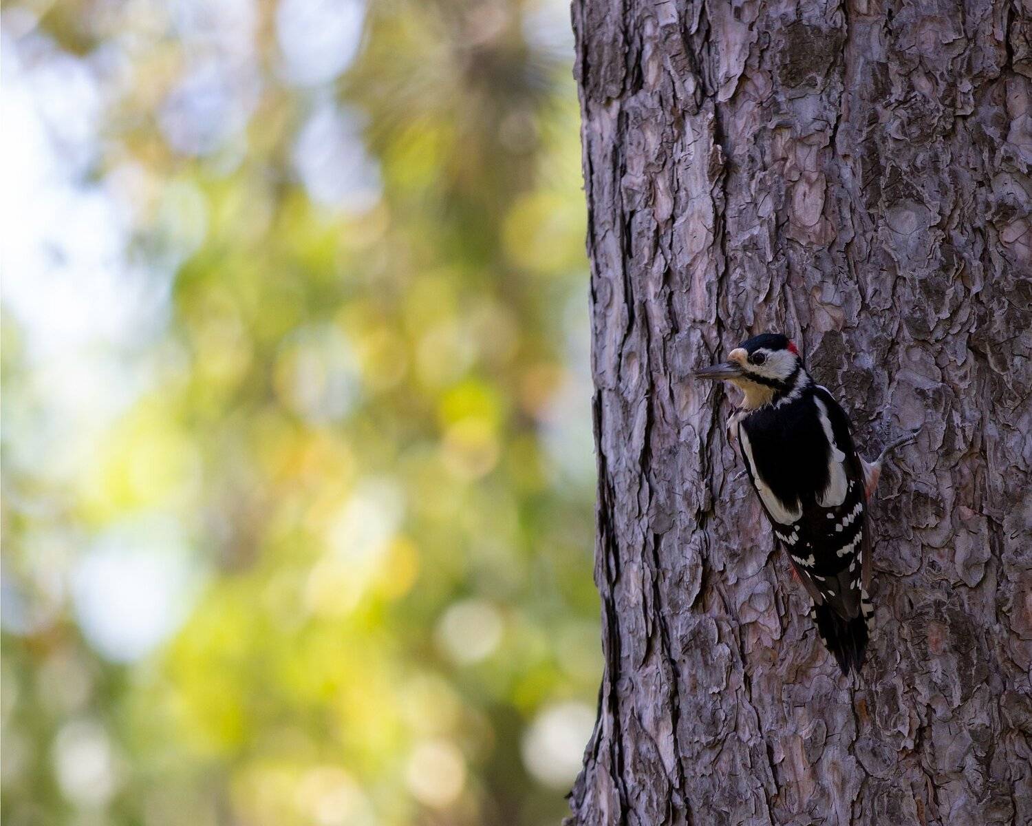 , Алексей Рыльский