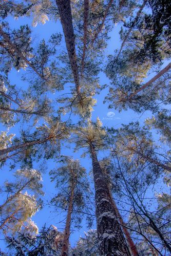 Look up
