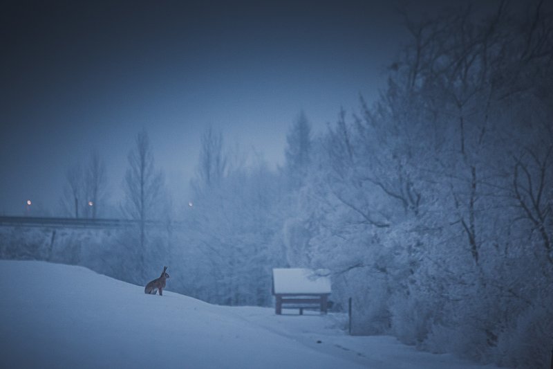 European hare фото превью
