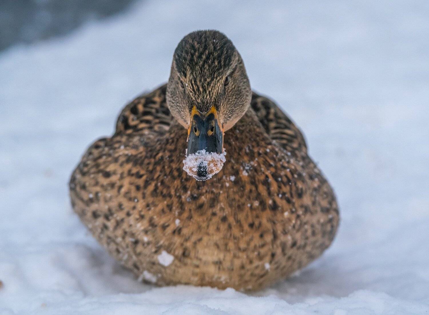 , Константин Дэм