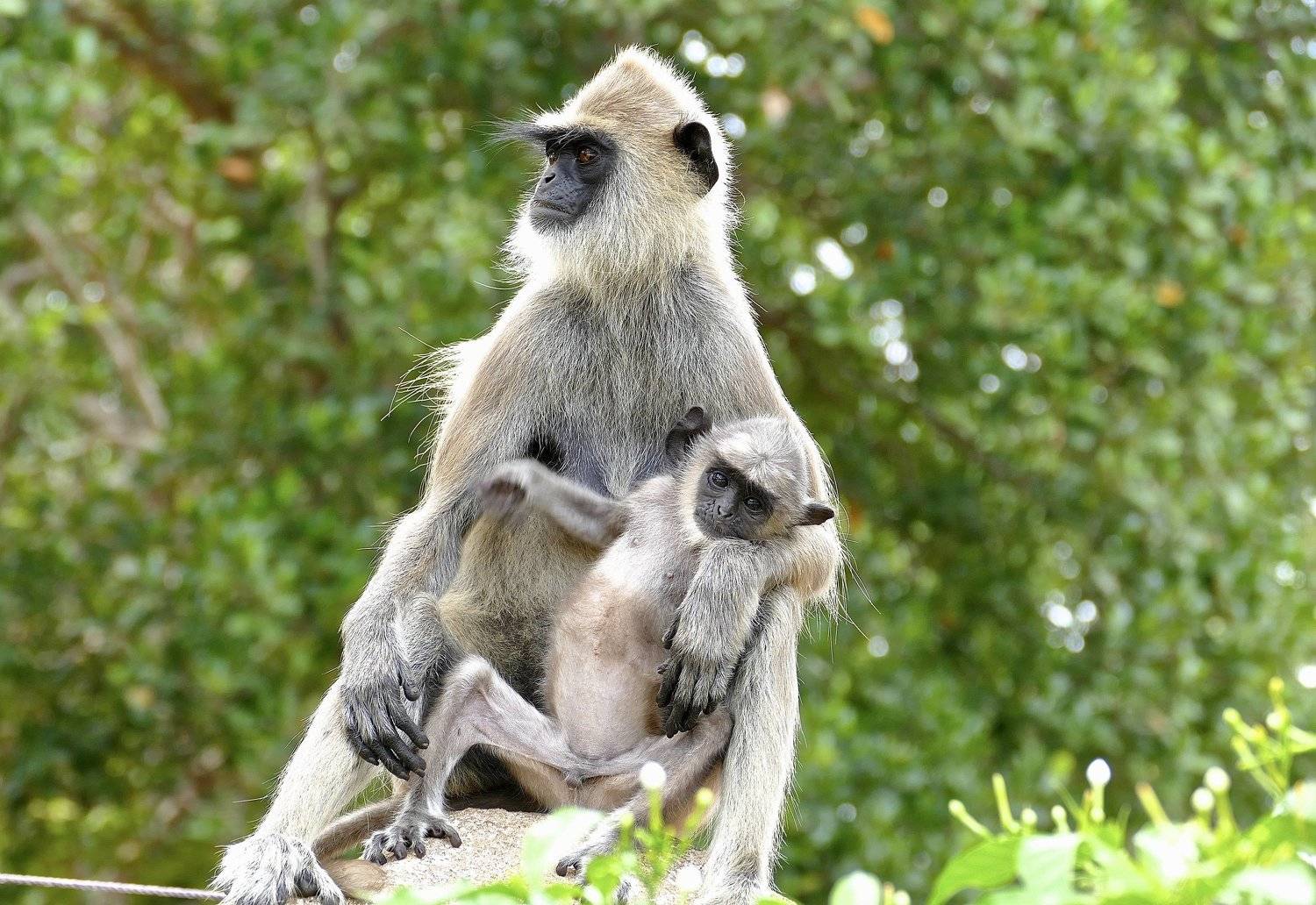 animals, grey langur, Sri Lanka, Asia, fauna, monkey, mother and baby, colors, travel, light, wild life, grey, green, cute, , Svetlana Povarova Ree