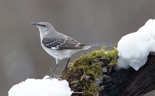 Многоголосый пересмешник - Northern Mockingbird