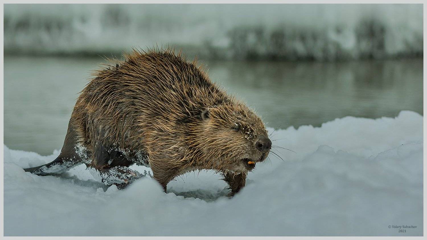 , Валерий Субачев