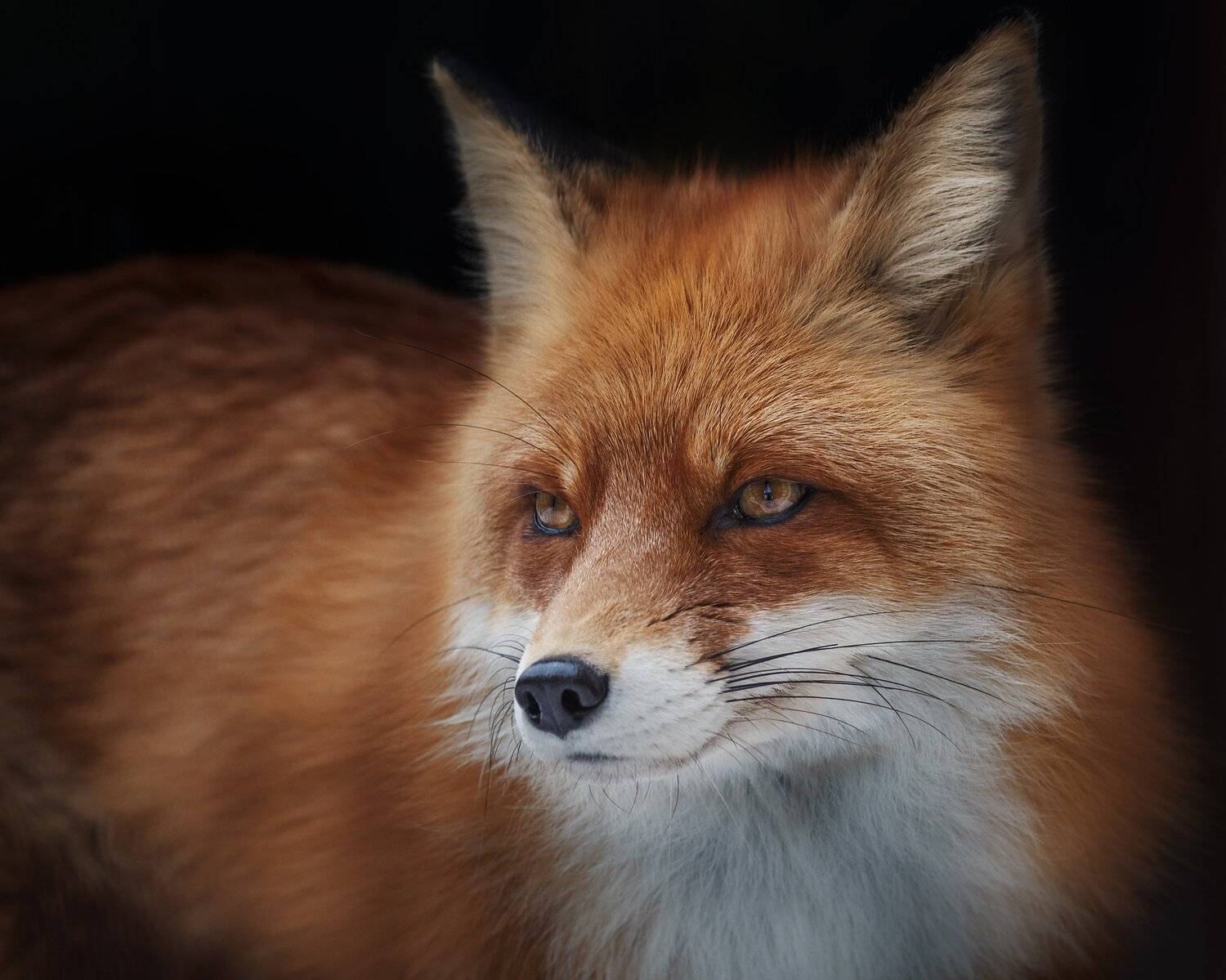 лиса, Олег Богданов