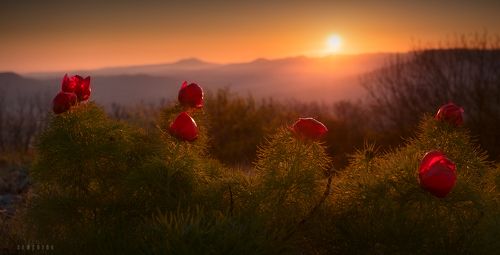 Пионовый рассвет.