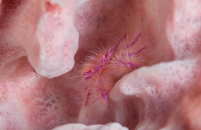Про маленьких волосатых монстров фото превью