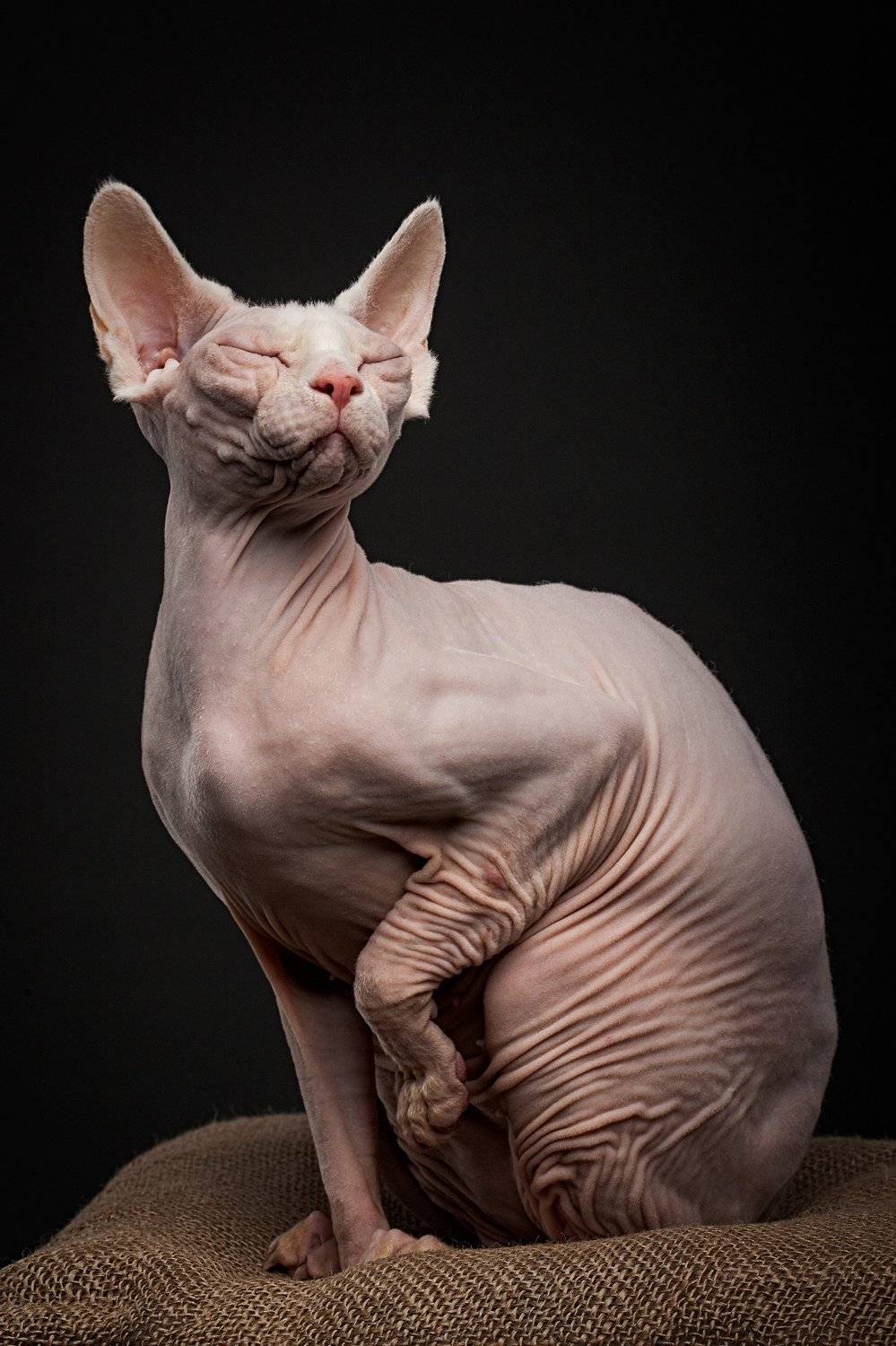 кошка, сфинкс, студия, Евгений Дёгтев