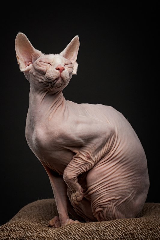 кошка, сфинкс, студия Mimiza Elit Cat Viola фото превью