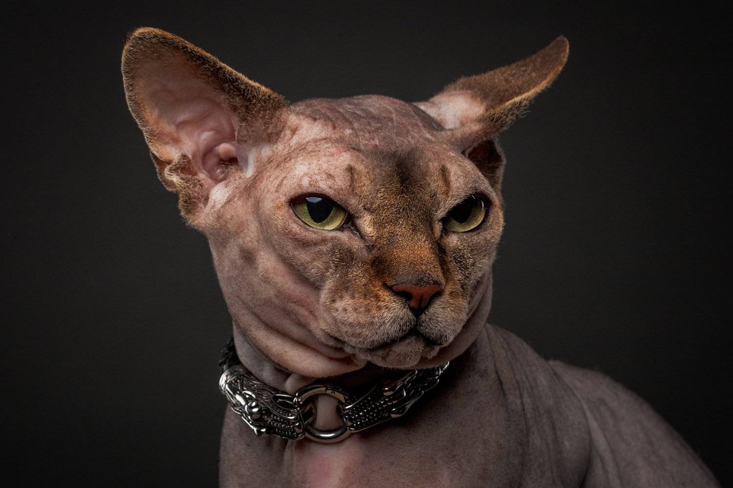 кот, сфинкс, портрет, студия, Евгений Дёгтев