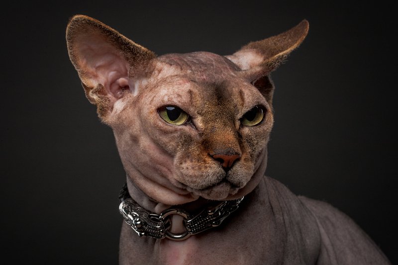 кот, сфинкс, портрет, студия Амадей фото превью