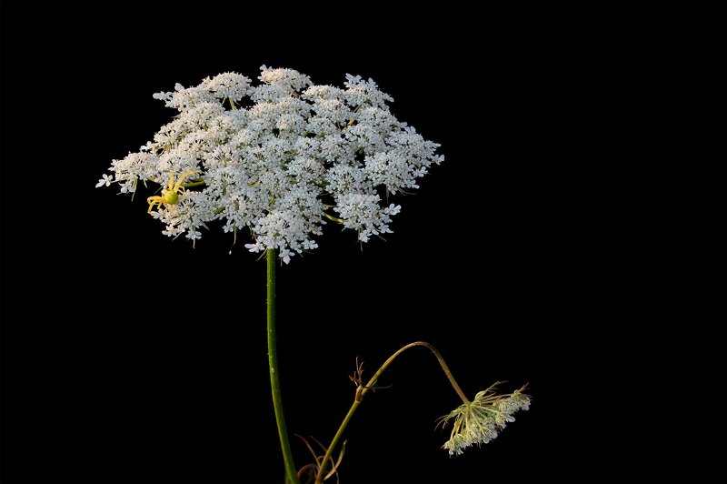 цветы, чёрный фон, растения, белый, flowers, blackbackground, plants, white В поисках... фото превью