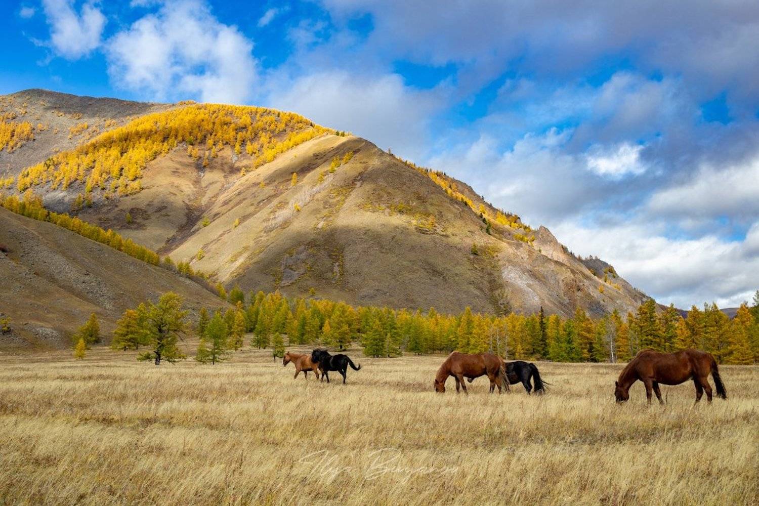саяны, Илья Буянов