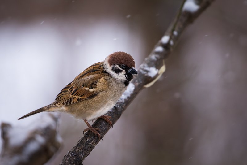 Sparrow фото превью