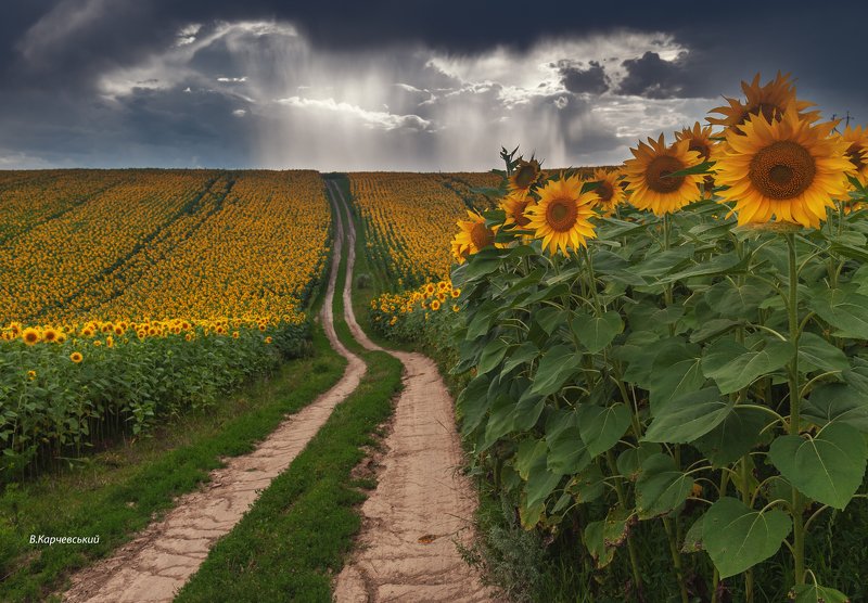 За селом.... фото превью