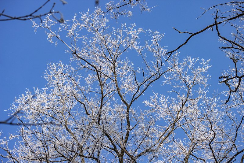 beautiful, красивый, moment, момент, nature, природа, зимняя, winter, зима, trees, деревья, cold, холодно, frost, мороз, snow, снег, frost, иней, hoarfrost, изморозь, sky, небо, Надо мной... фото превью