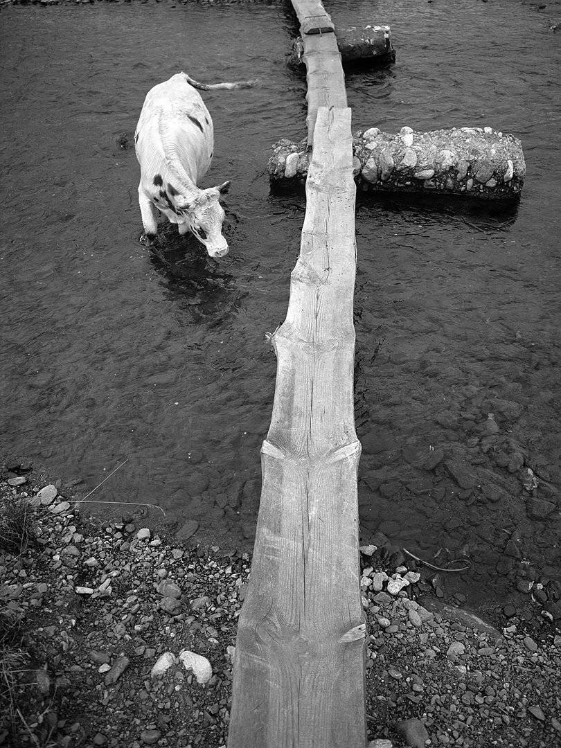 корова, река, мост, доски, опоры, Дмитрий Ткаченко