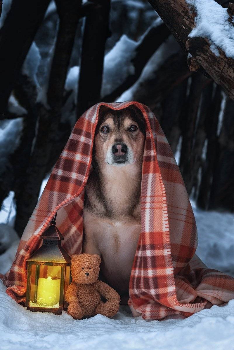 собака, Евгений Крутиков