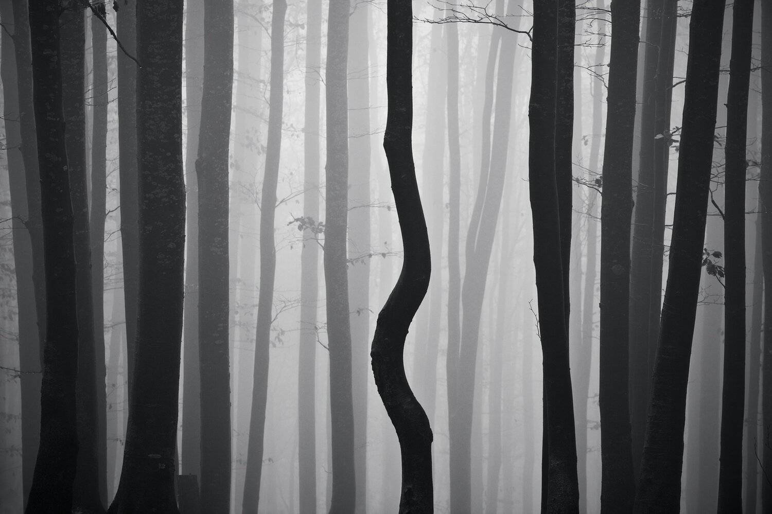 , Szabo Zsolt Andras