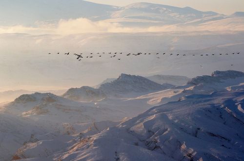 Запоздалый клин...