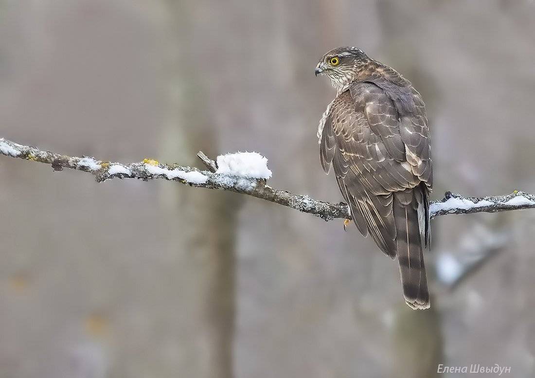 bird of prey, animal, birds, bird,  animal wildlife,  nature,  animals in the wild, ястреб, ястреб перепелятник, eurasian sparrowhawk, Елена Швыдун