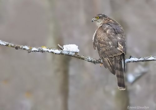 Eurasian sparrowhawk