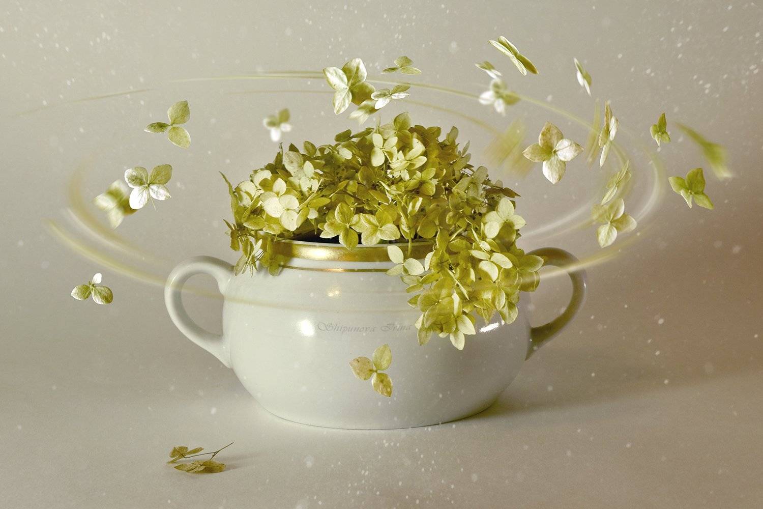 , Шипунова Ирина