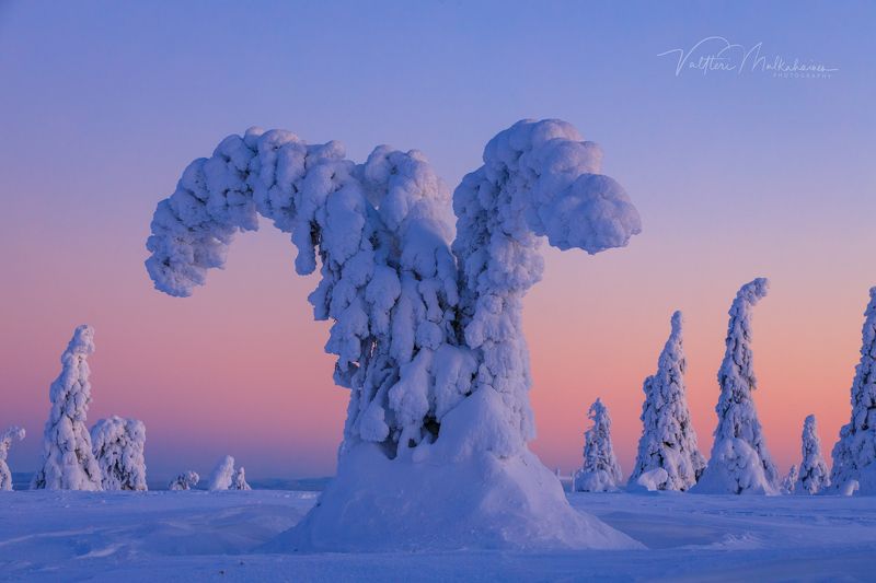 Кто сказал, что они вымерли? фото превью