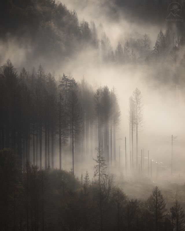 Туманы земли германской фото превью