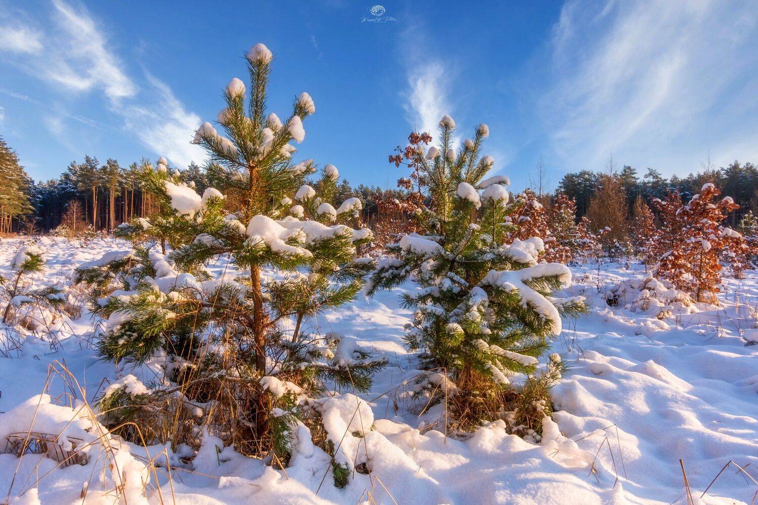winter 2021, nature, landscape, snow, frost, forest, trees, light, sky, clouds, Krzysztof Tollas