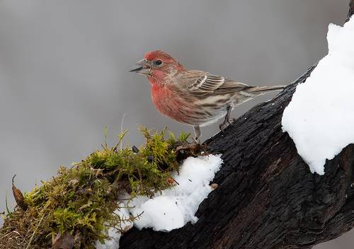 House finch - Мексиканская Чечевица