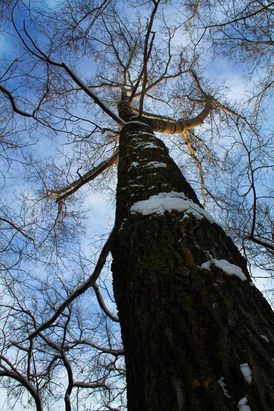 деревья, зима Деревья фото превью