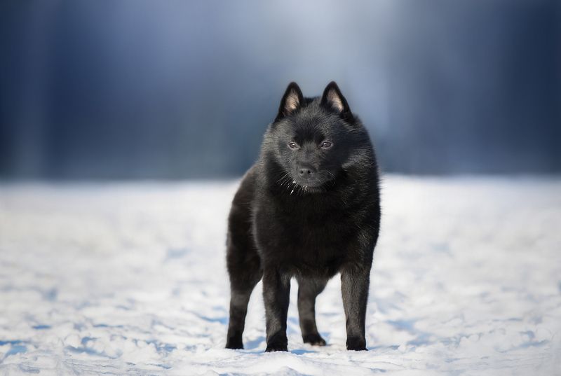 Snow schipperke фото превью