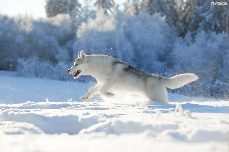собака, хаски, зима, природа, животные Хаски. Солнце в Петербурге фото превью
