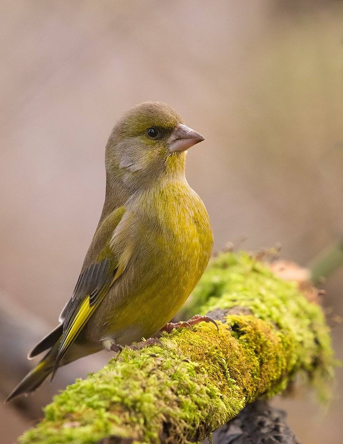 , Robert Adamec