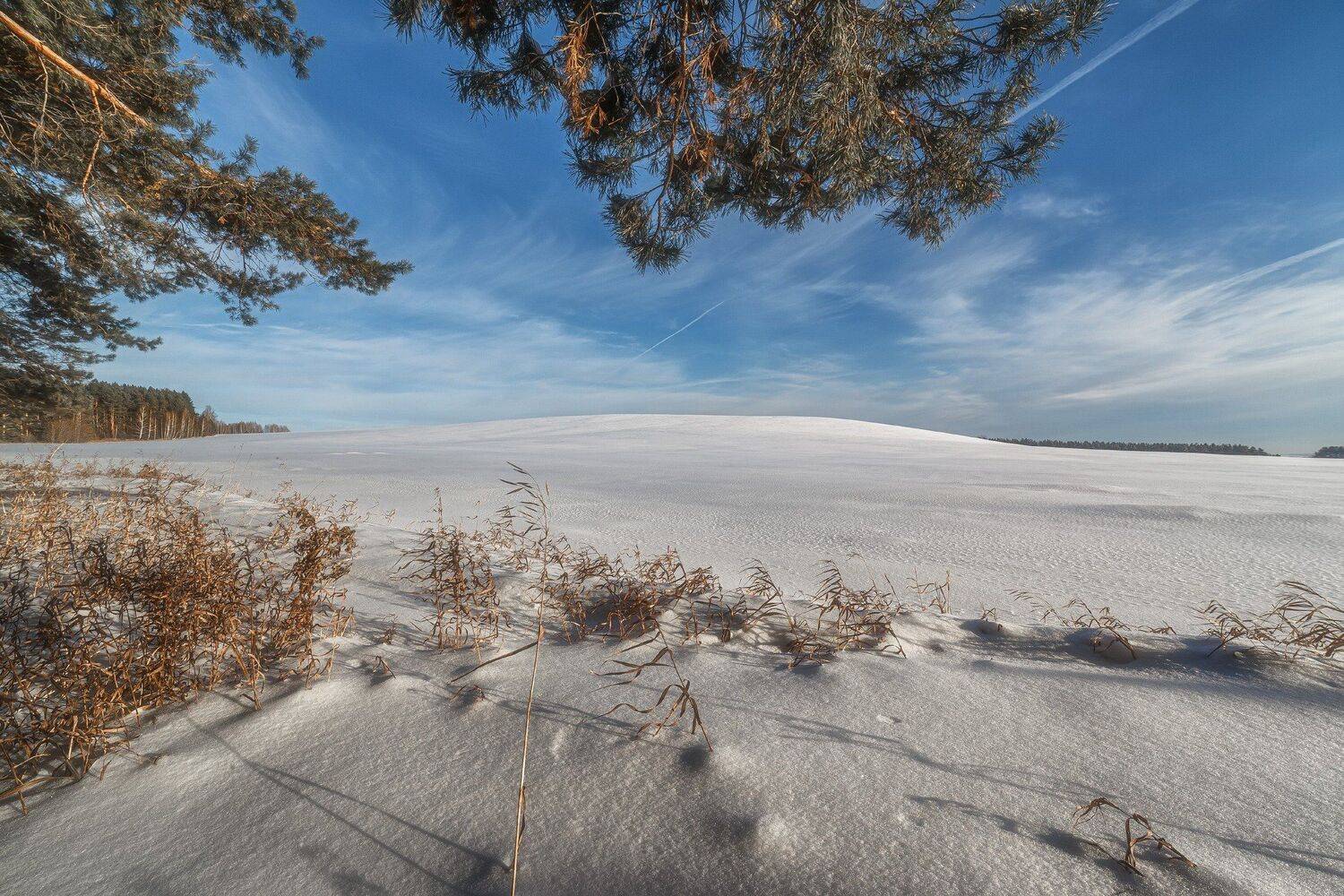 , Алексей Никитин