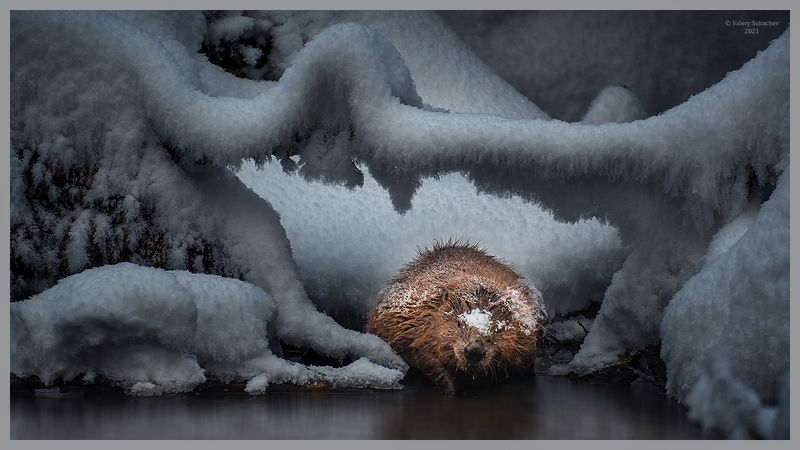 Чертог фото превью