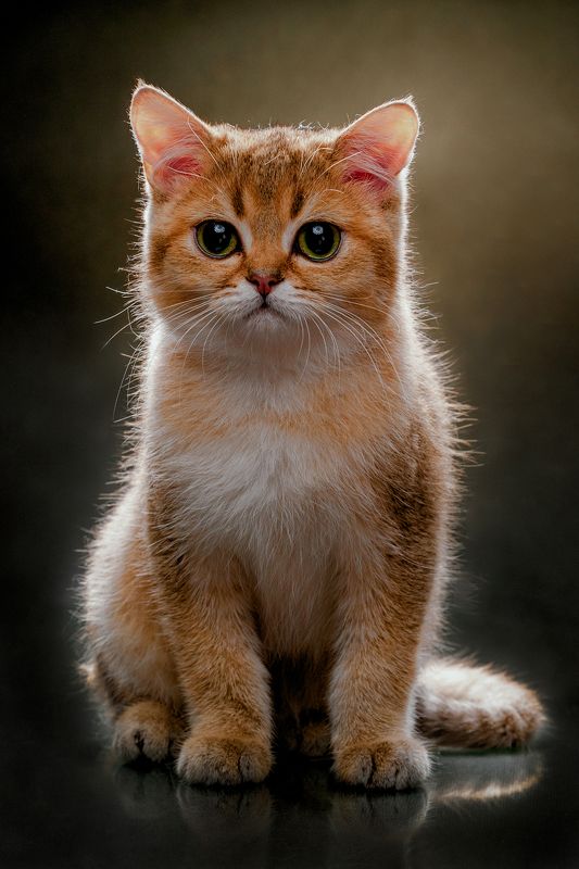 кошка, британская, шиншила, портрет, студия  фото превью