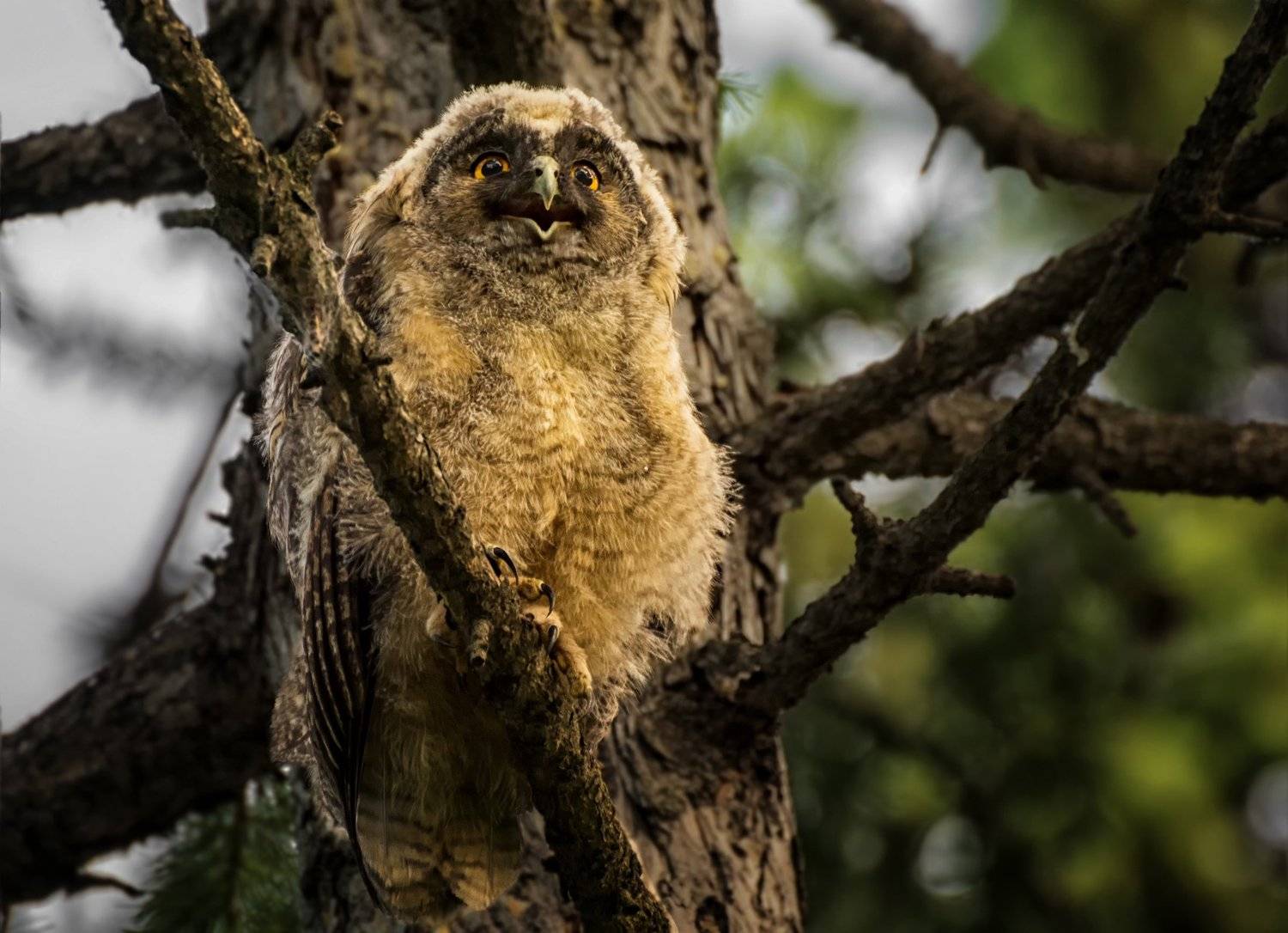 птица, сова, слёток,, Марина Мочалова