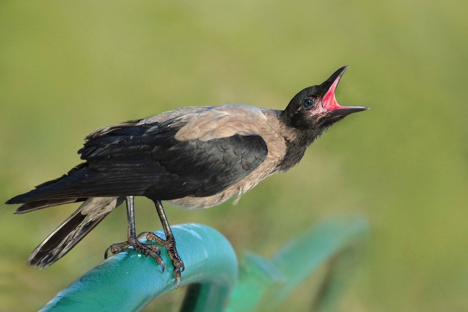 , Людмила Бекман