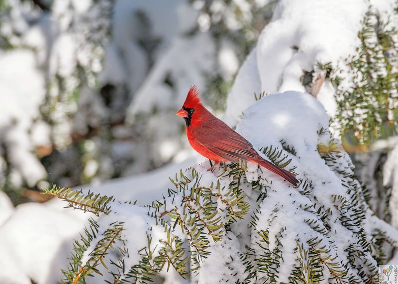 Northern cardinal фото превью