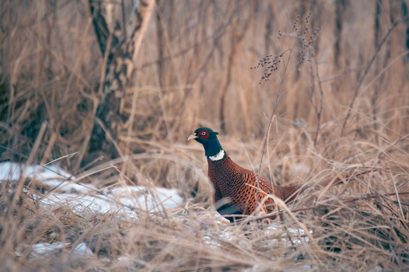Pheasant фото превью