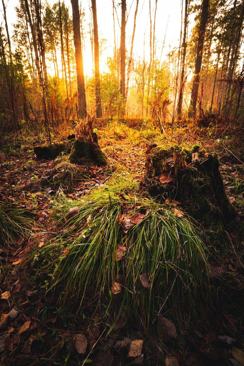autumn, fall, forest, Maria Pochikaeva