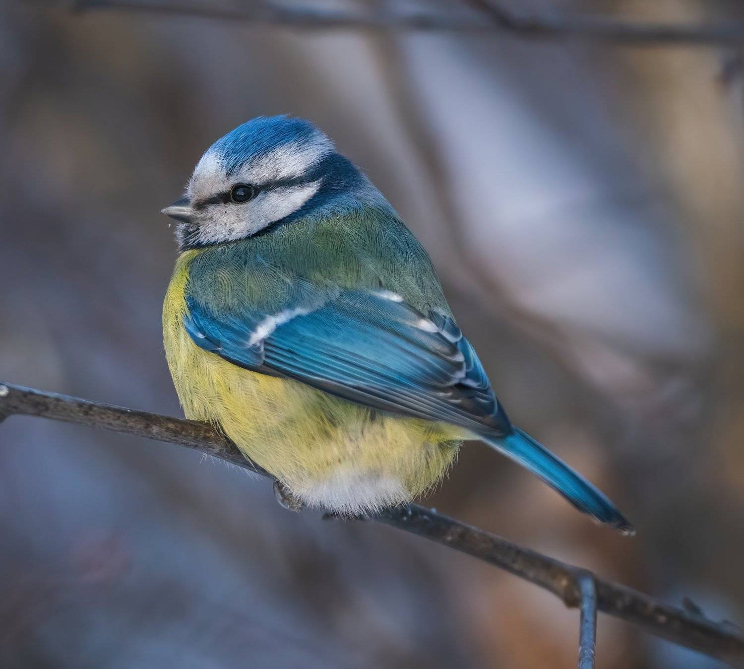 , Константин Дэм